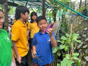 Students of Sekolah Victory Plus, an international school in Indonesia, harvested eggplants during their outdoor learning.